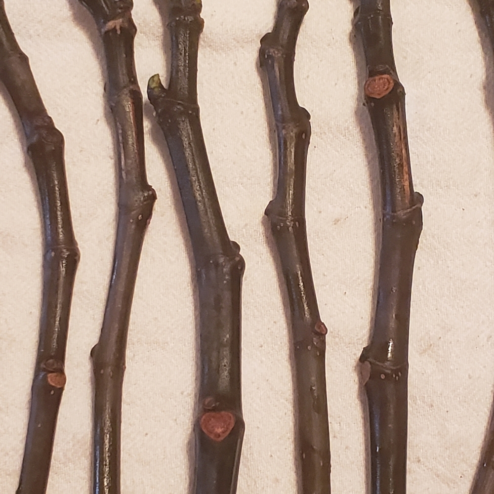 Fig Green Ishcia Cuttings- 6 Cuttings - Picture 7 of 10